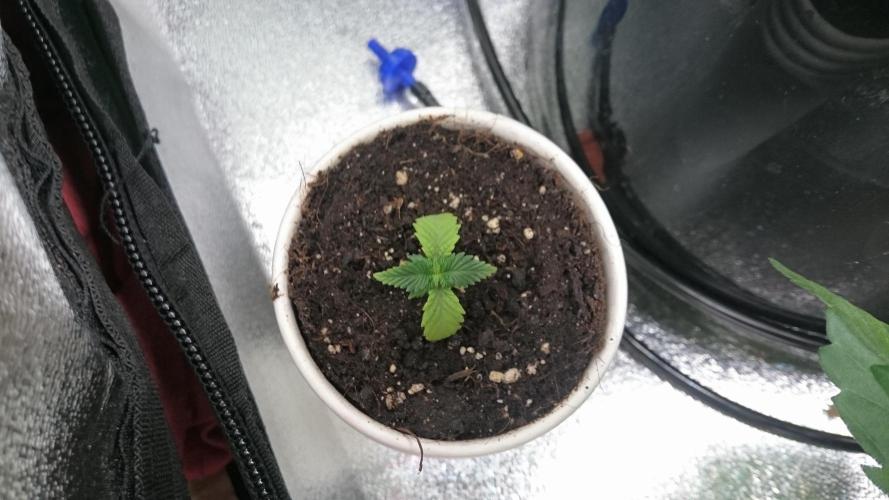 Bagseed BloodDragon lastone. Week 2 - 22