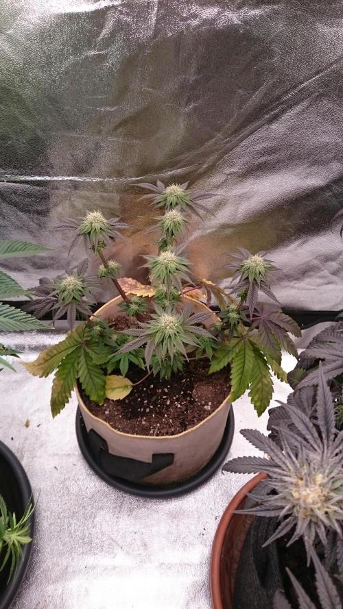 BagseedBloodDragon. Week 6 - 60