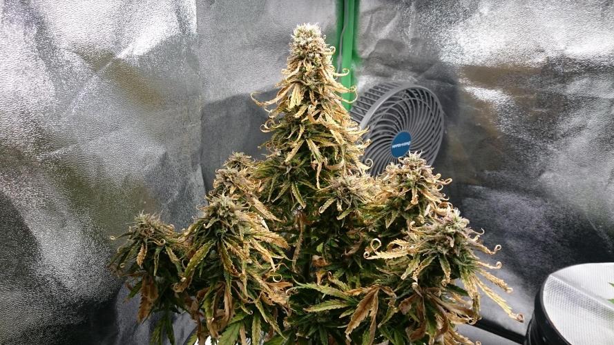 Lady Fatemah. Week 8 - 80