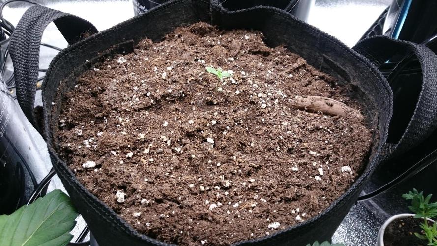 Lady Muireann. Week 0 - 7