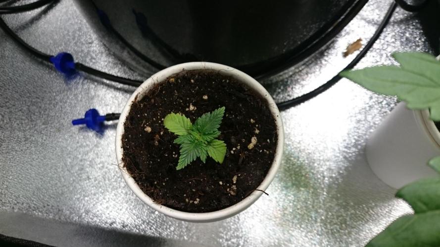 Bagseed BloodDragon lastone. Week 2 - 23