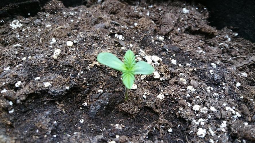 Lady Muireann. Week 0 - 8