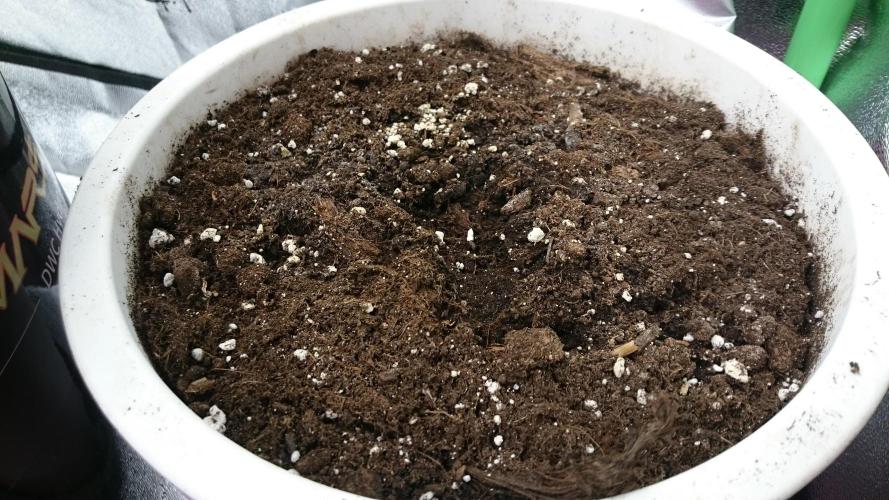 Lady Parysatis. Week 0 - 8