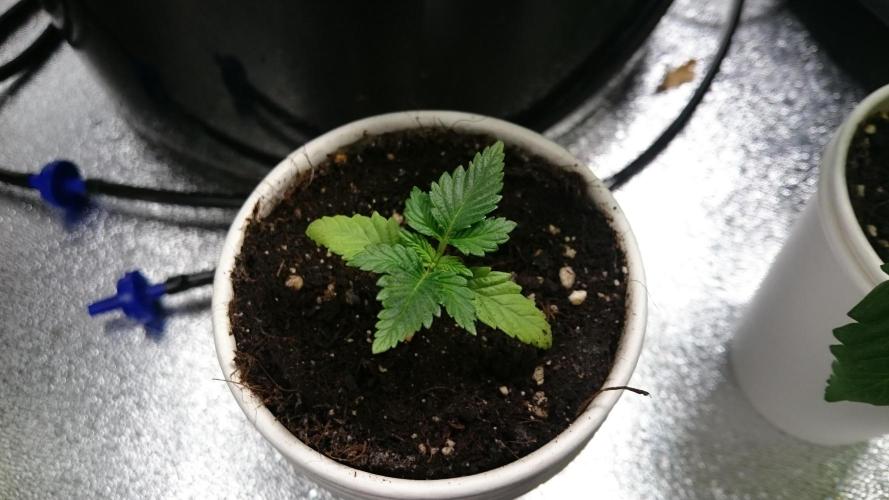 Bagseed BloodDragon lastone. Week 2 - 24
