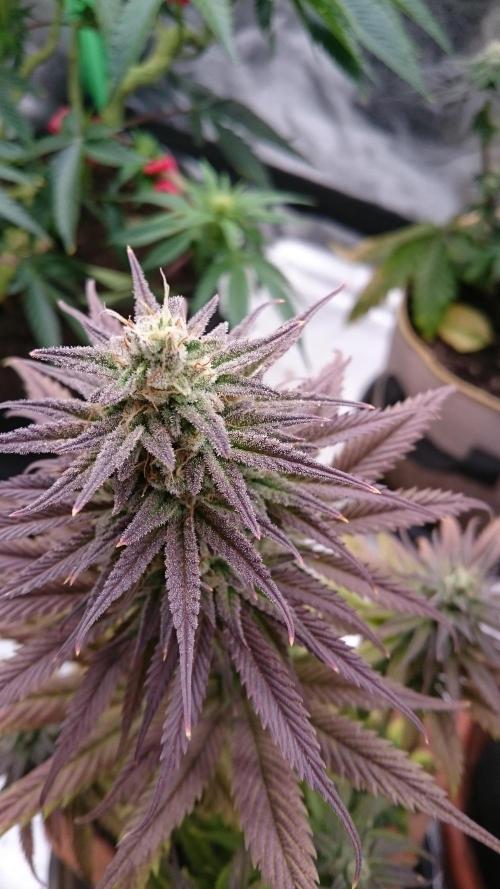 Lady Kayly. Week 8 - 82