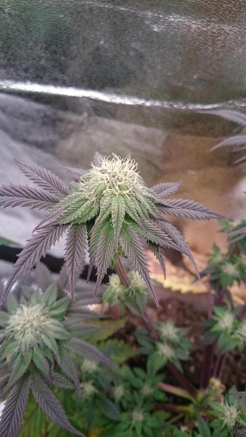 BagseedBloodDragon. Week 6 - 61