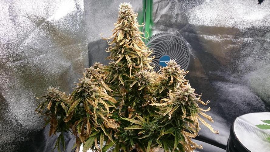 Lady Fatemah. Week 8 - 81