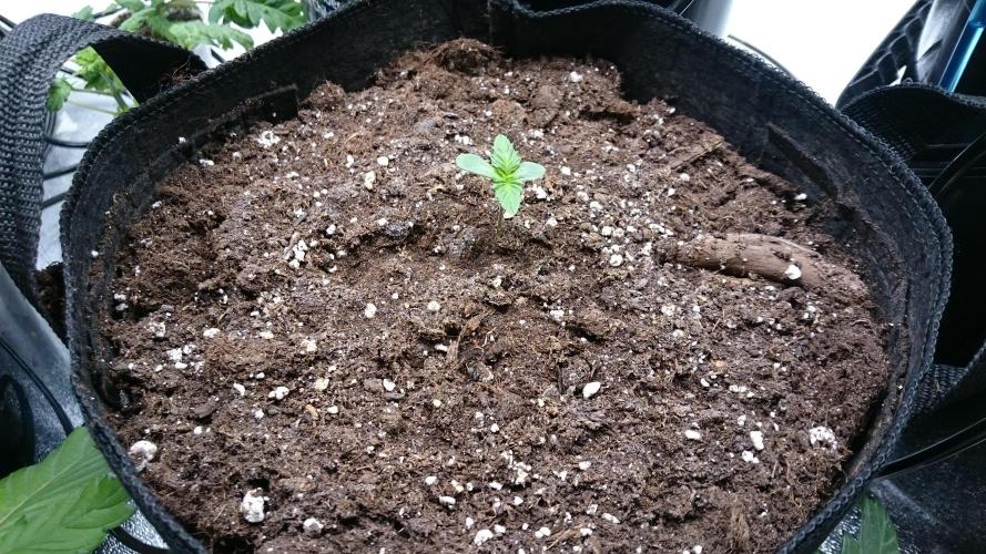 Lady Muireann. Week 0 - 9