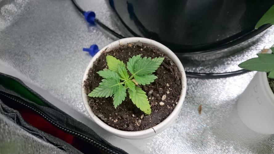 Bagseed BloodDragon lastone. Week 2 - 25