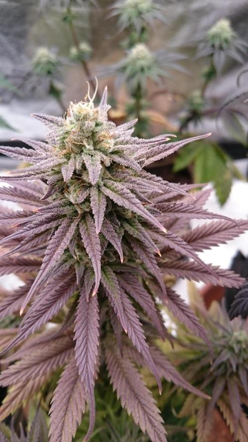 Lady Kayly. Week 8 - 83