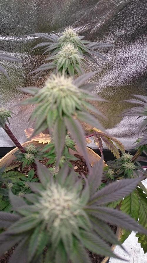 BagseedBloodDragon. Week 6 - 62