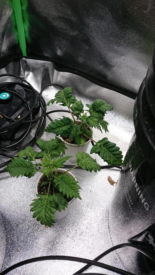 Bunch of Fern. Week 2 - 22