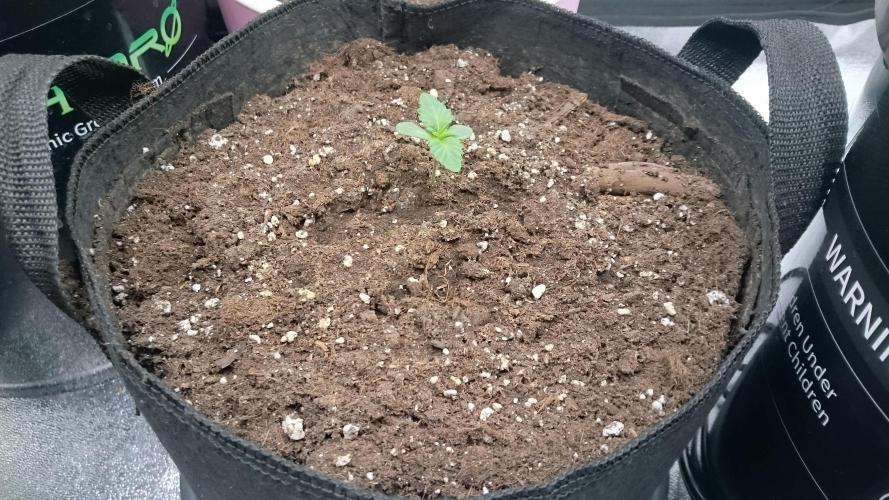 Lady Muireann. Week 1 - 10