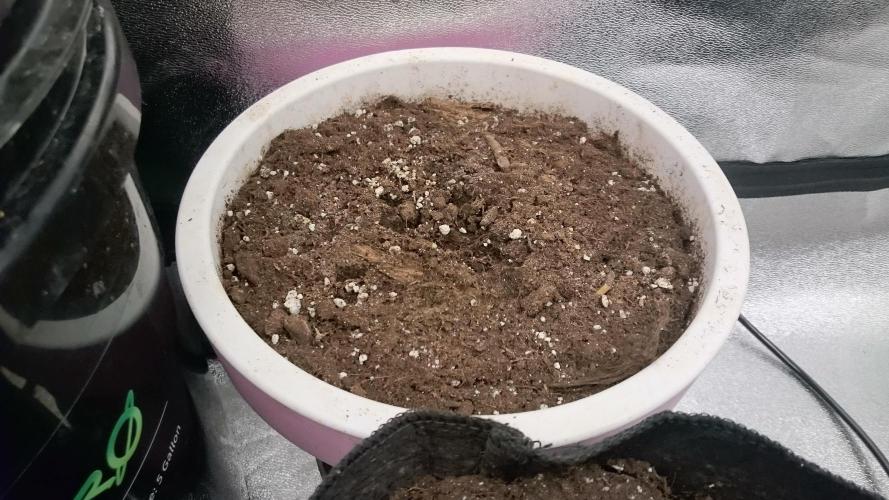 Lady Parysatis. Week 0 - 9