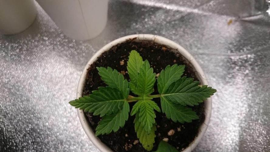 Bagseed BloodDragon lastone. Week 2 - 26