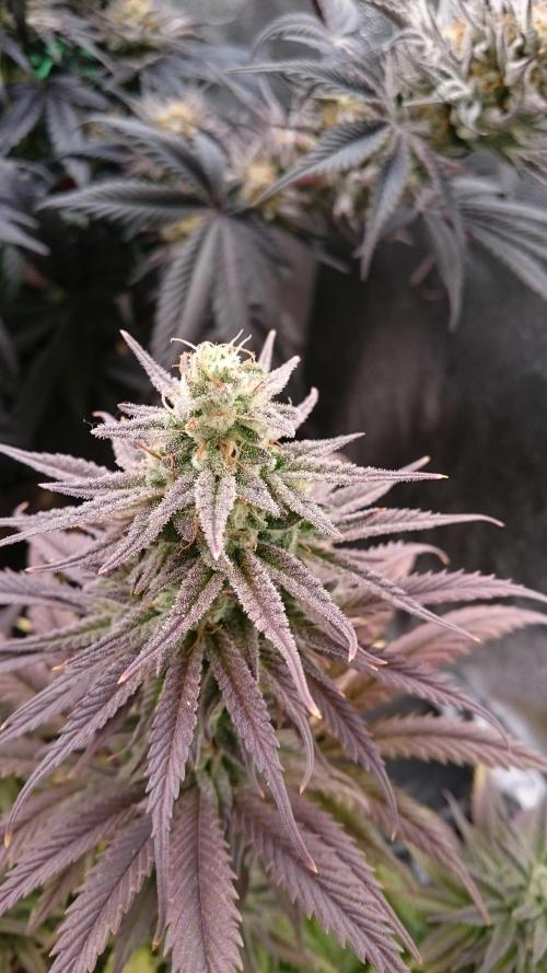 Lady Kayly. Week 8 - 84