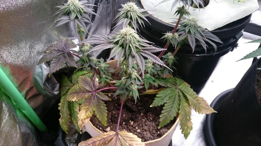 BagseedBloodDragon. Week 6 - 63