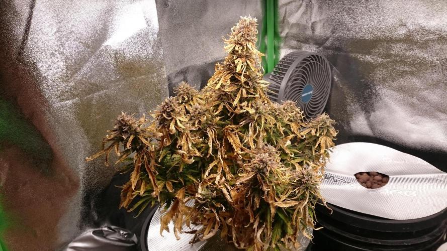 Lady Fatemah. Week 8 - 83