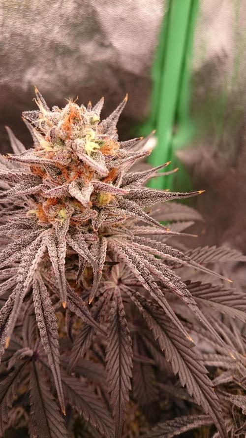 Lady Puja. Week 9 - 90