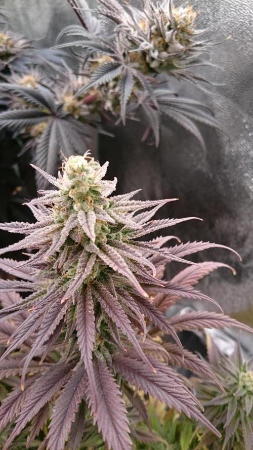 Lady Kayly. Week 8 - 86