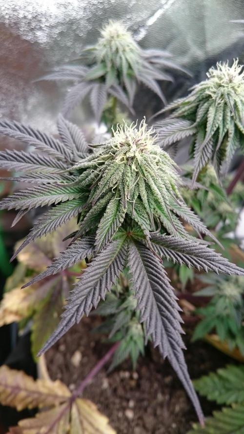 BagseedBloodDragon. Week 6 - 65