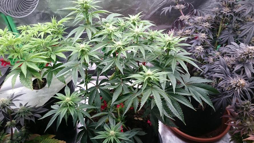 Lady Livia Vi. Week 8 - 83