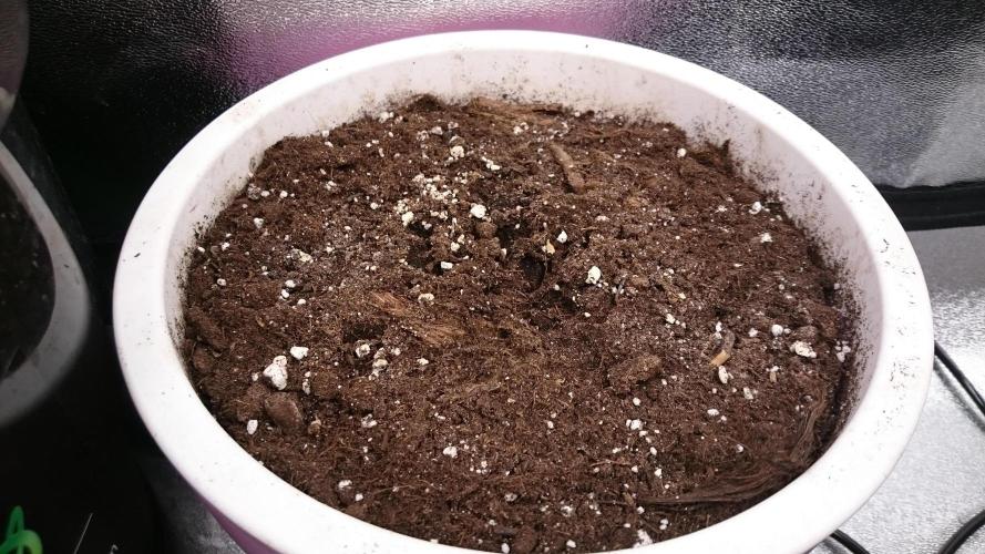 Lady Parysatis. Week 1 - 11