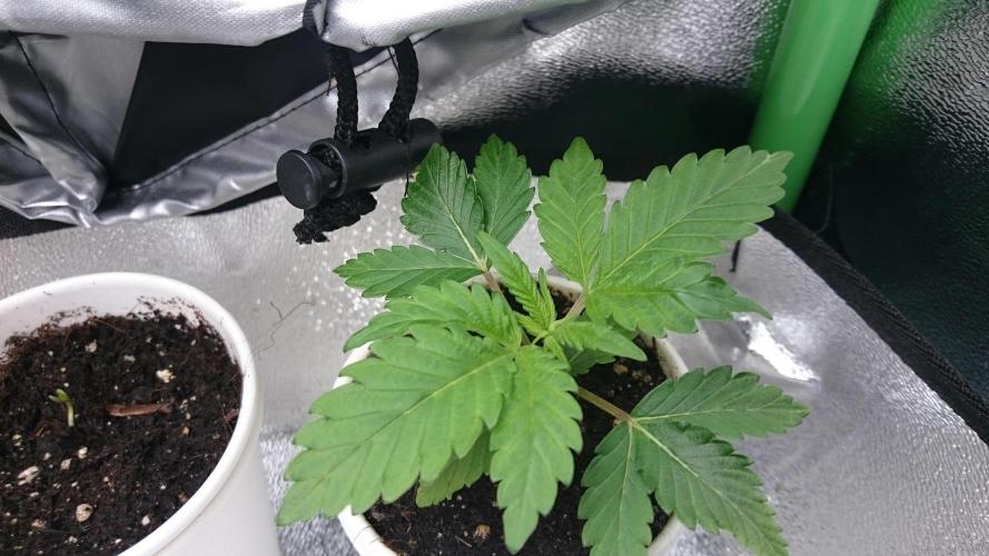 Bagseed BloodDragon lastone. Week 2 - 29