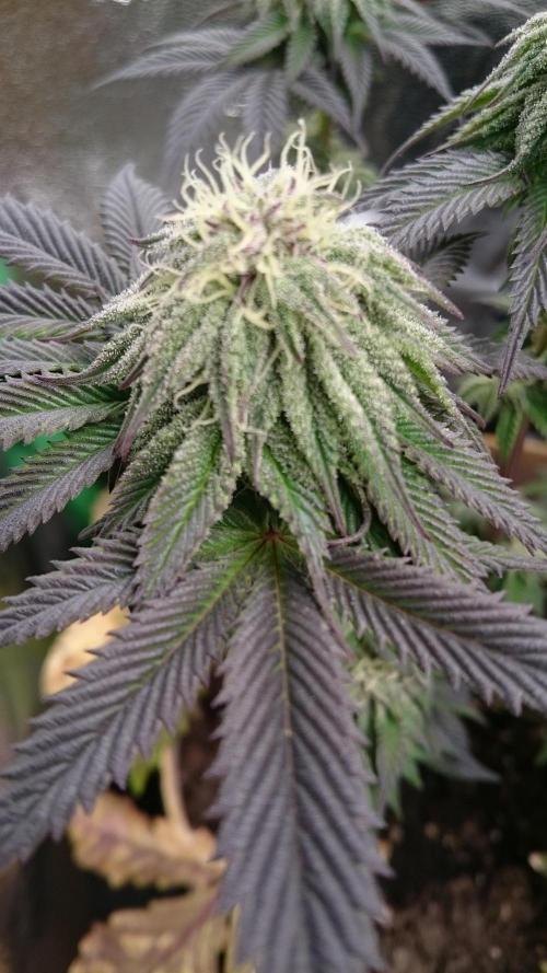 BagseedBloodDragon. Week 6 - 66