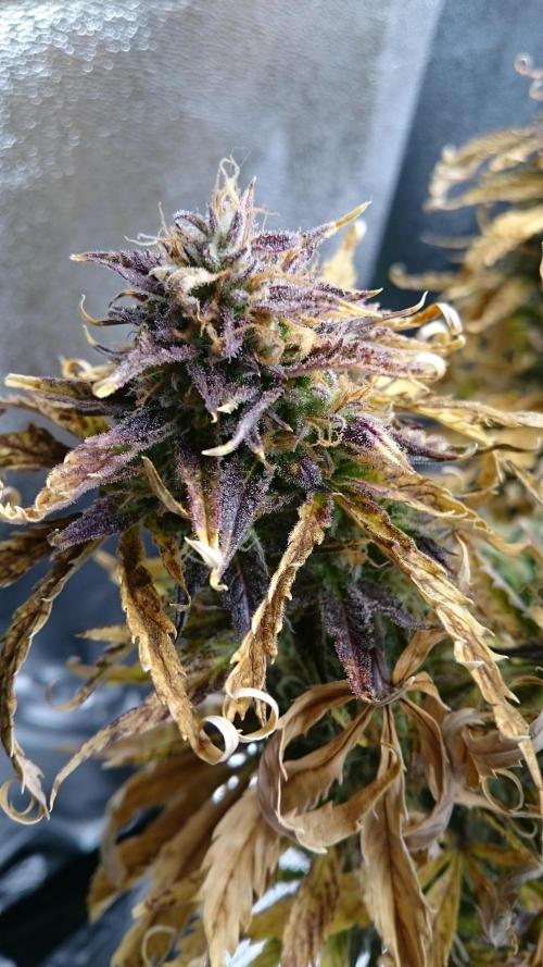 Lady Fatemah. Week 8 - 86