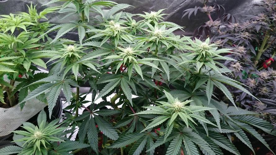 Lady Livia Vi. Week 8 - 84