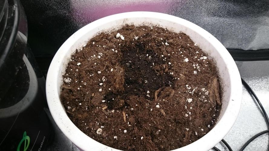 Lady Parysatis. Week 0 - reset new seed