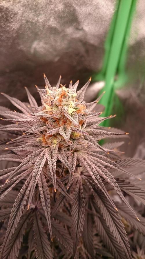 Lady Puja. Week 9 - 91