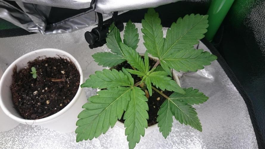 Bagseed BloodDragon lastone. Week 3 - 30