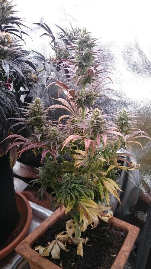 Lady Kayly. Week 8 - 88