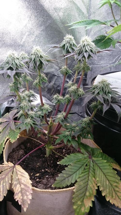 BagseedBloodDragon. Week 6 - 67