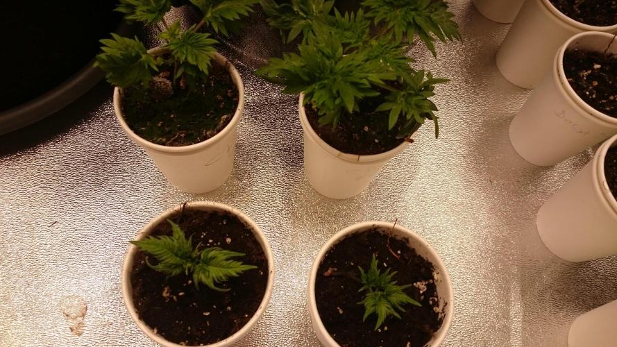 Bunch of Fern. Week 2 - 27