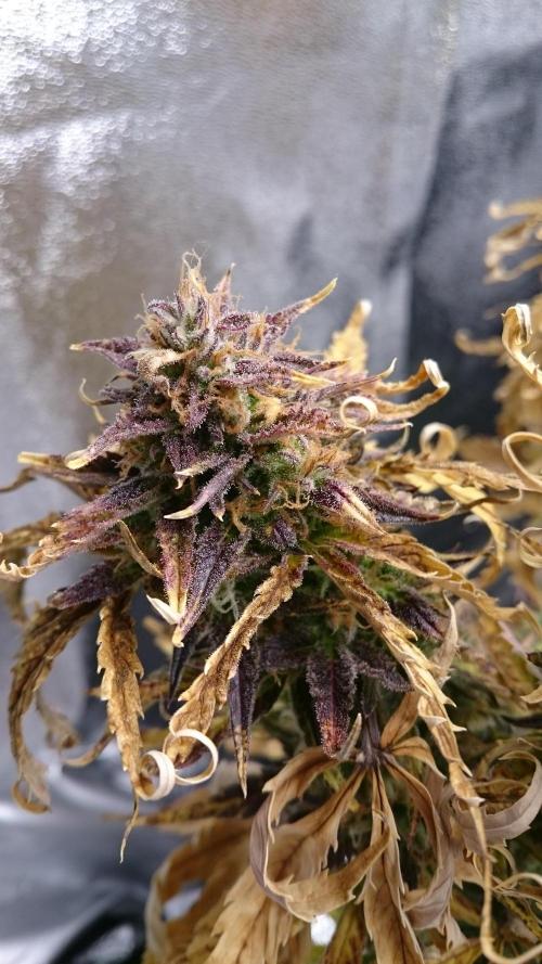 Lady Fatemah. Week 8 - 87