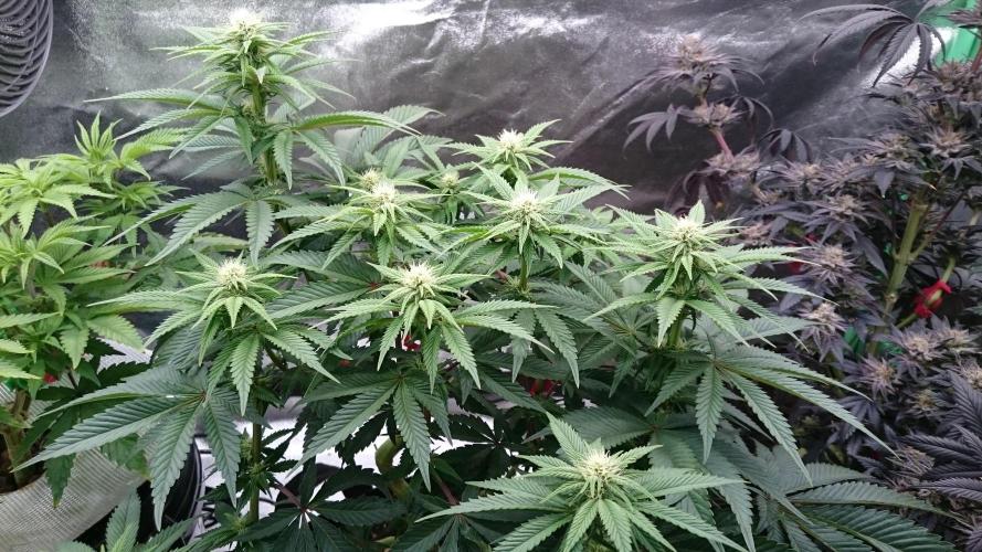 Lady Livia Vi. Week 8 - 85