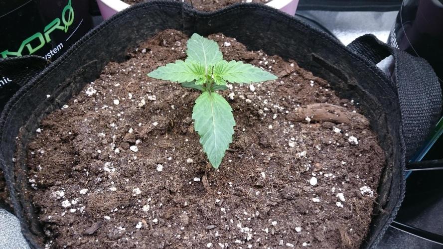 Lady Muireann. Week 1 - 14