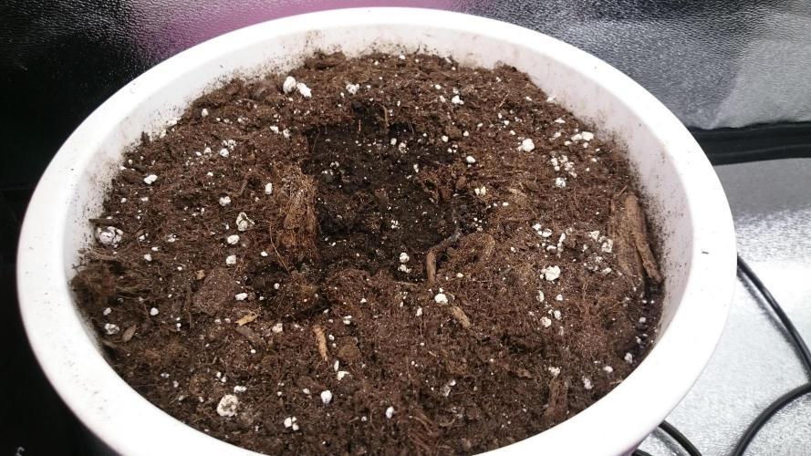 Lady Parysatis. Week 0 - 1