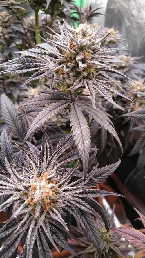 Lady Puja. Week 9 - 92