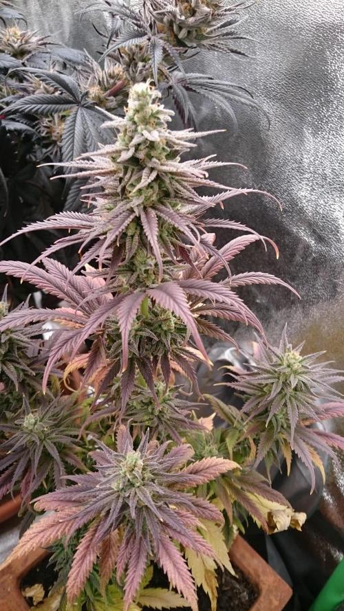 Lady Kayly. Week 8 - 89