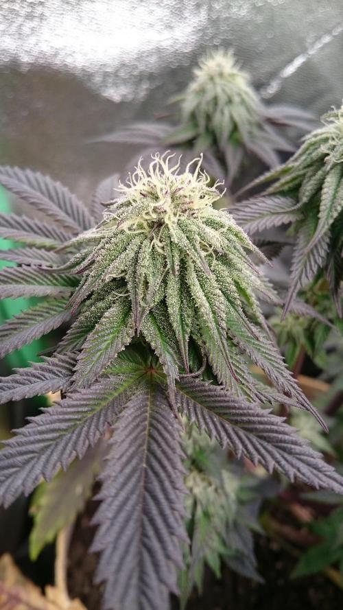 BagseedBloodDragon. Week 6 - 68