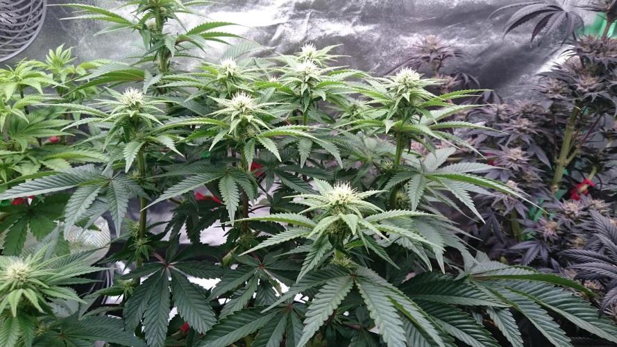 Lady Livia Vi. Week 8 - 86