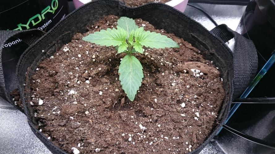 Lady Muireann. Week 1 - 15