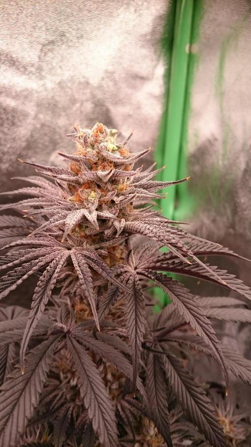 Lady Puja. Week 9 - 94