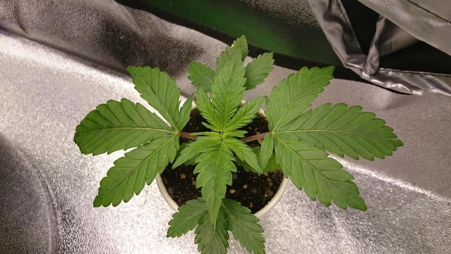 Bagseed BloodDragon lastone. Week 3 - 31