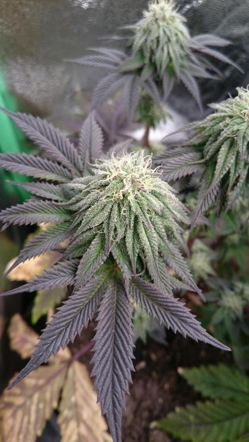 BagseedBloodDragon. Week 6 - 69