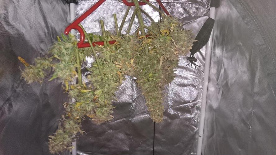 Lady Fatemah. Week 9